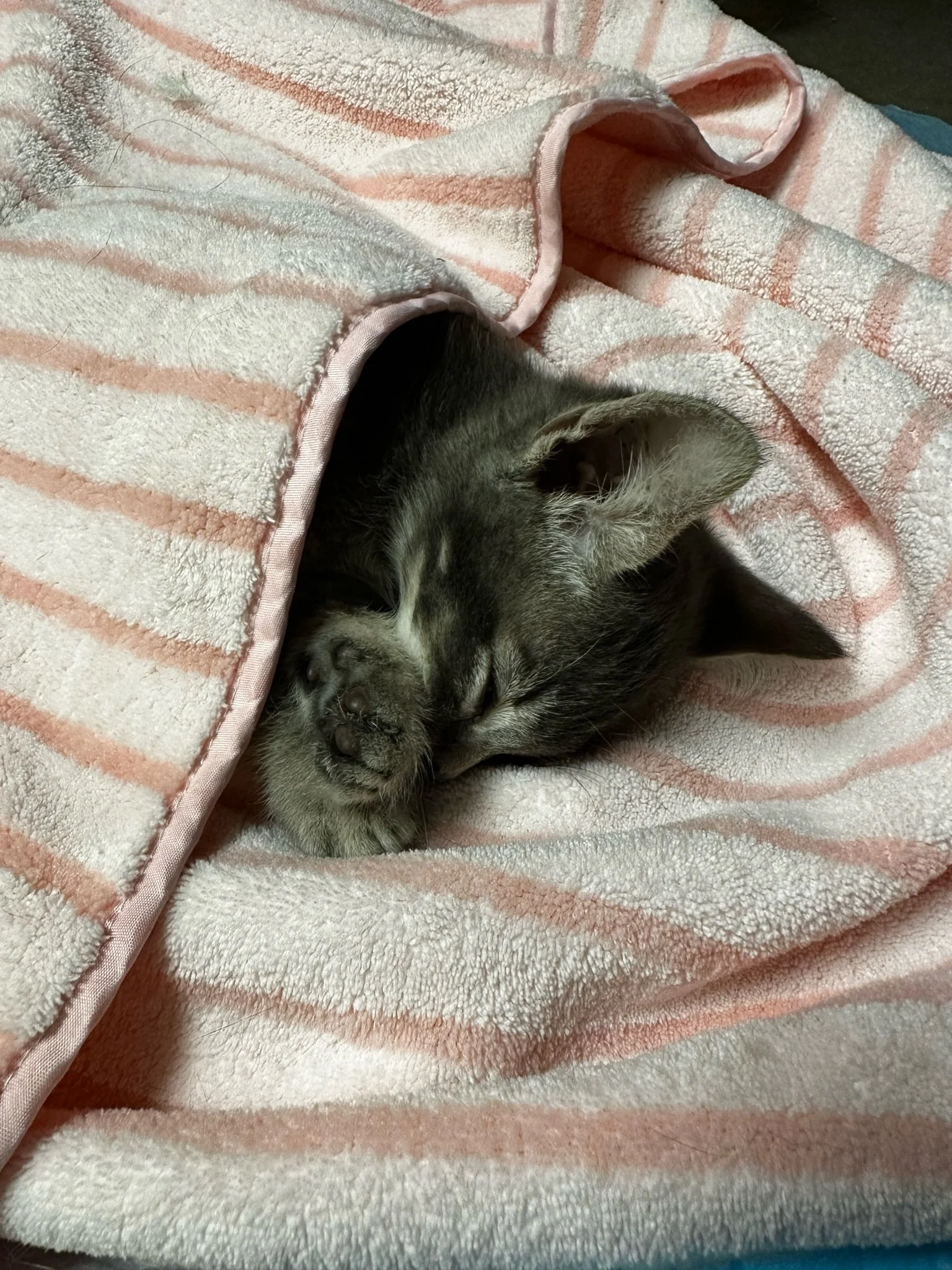 Happy pets after spay/neuter services