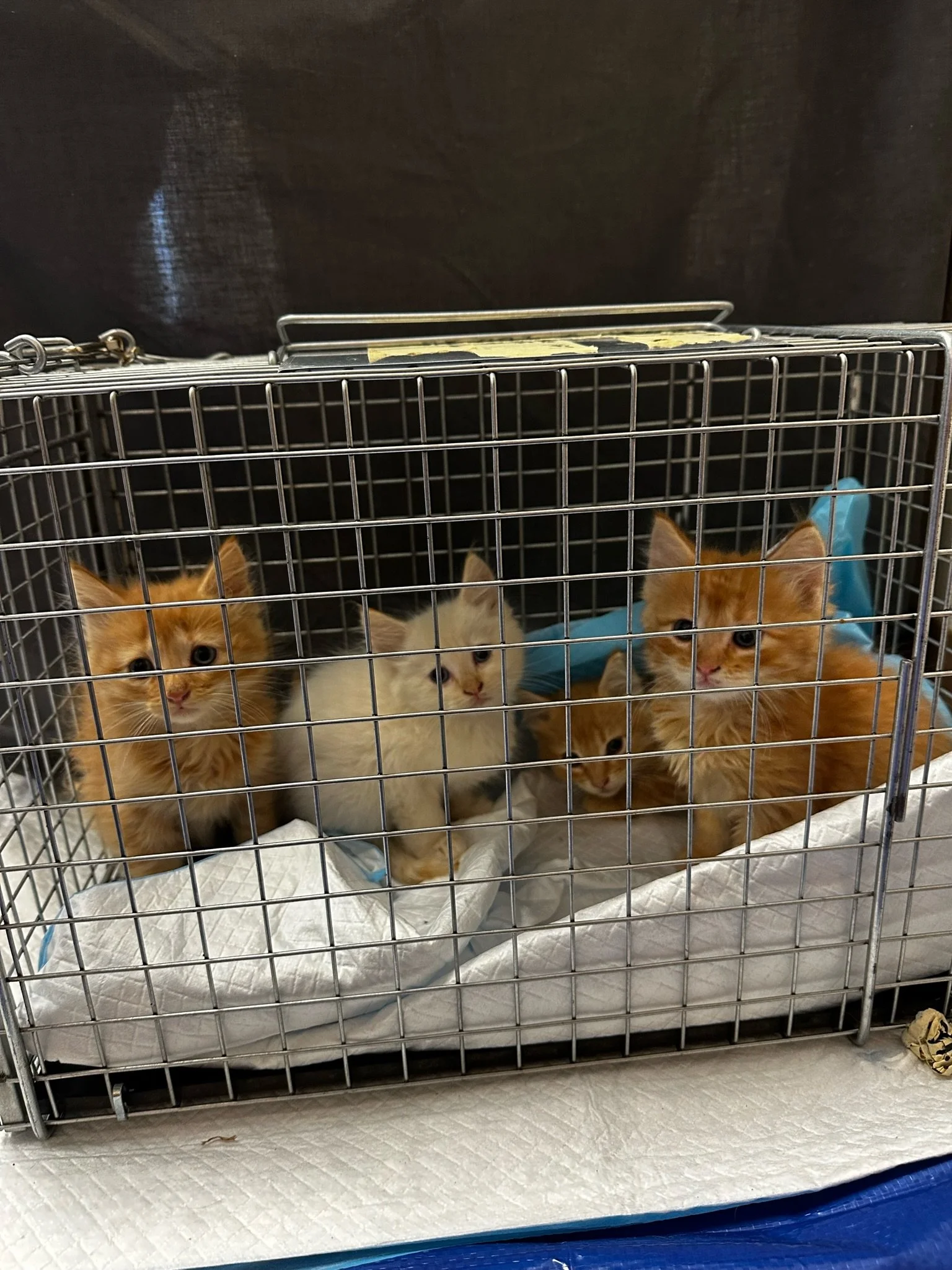 Community pets receiving care